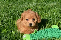 Kenzie 🐶💖, a female Bichpoo for sale in Fresno, OH – 6 of 10