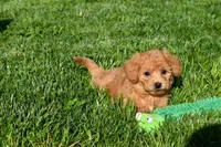 Kenzie 🐶💖, a female Bichpoo for sale in Fresno, OH – 9 of 10