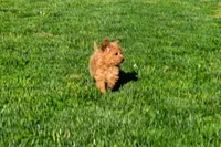Kenzie 🐶💖, a female Bichpoo for sale in Fresno, OH – 5 of 10