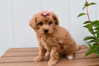 Kenzie 🐶💖, a female Bichpoo for sale in Fresno, OH – 4 of 10