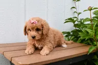 Kenzie 🐶💖, a female Bichpoo for sale in Fresno, OH – 2 of 10