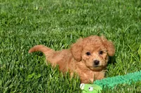 Kenzie 🐶💖, a female Bichpoo for sale in Fresno, OH – 10 of 10