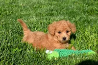 Kenzie 🐶💖, a female Bichpoo for sale in Fresno, OH – 8 of 10