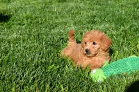 Kenzie 🐶💖, a female Bichpoo for sale in Fresno, OH – 7 of 10