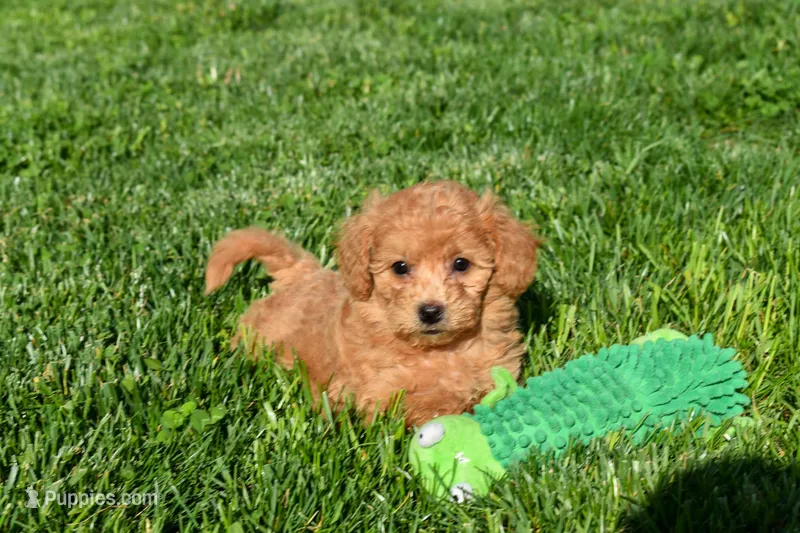 Kenzie 🐶💖 – Bichpoo puppy for sale in Fresno, OH