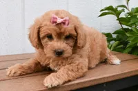 Kenzie 🐶💖, a female Bichpoo for sale in Fresno, OH – 3 of 10