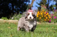 Molly, a female Miniature Bernedoodle for sale in Fresno, OH – 3 of 7