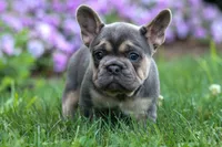 Finley 🐶, a female French Bulldog for sale in Fresno, OH – 7 of 9