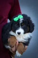 Landon🐾, a male Miniature Aussiedoodle for sale in Fresno, OH – 4 of 9
