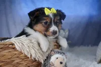 Maggie, a male Miniature Aussiedoodle for sale in Fresno, OH – Photo 1 of 10