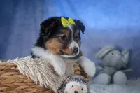 Maggie, a male Miniature Aussiedoodle for sale in Fresno, OH – Photo 6 of 10