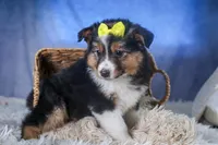 Maggie, a male Miniature Aussiedoodle for sale in Fresno, OH – Photo 8 of 10