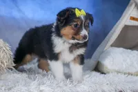 Maggie, a male Miniature Aussiedoodle for sale in Fresno, OH – Photo 2 of 10