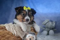 Maggie, a male Miniature Aussiedoodle for sale in Fresno, OH – Photo 10 of 10