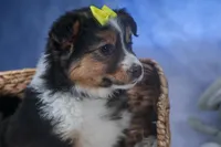 Maggie, a male Miniature Aussiedoodle for sale in Fresno, OH – Photo 7 of 10