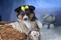 Maggie, a male Miniature Aussiedoodle for sale in Fresno, OH – Photo 9 of 10