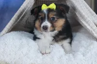 Maggie, a male Miniature Aussiedoodle for sale in Fresno, OH – Photo 3 of 10