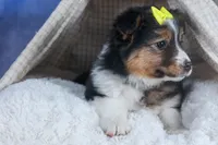 Maggie, a male Miniature Aussiedoodle for sale in Fresno, OH – Photo 4 of 10