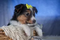 Maggie, a male Miniature Aussiedoodle for sale in Fresno, OH – Photo 5 of 10