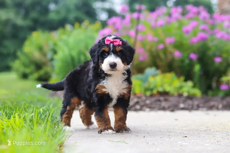 Buffy – Miniature Bernedoodle puppy for sale in Fresno, OH