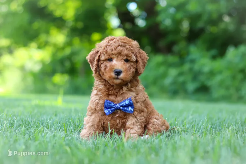 Christiano – Goldendoodle puppy for sale in Fresno, OH