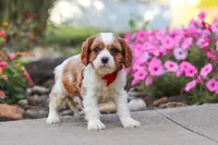 Luca, a male Cavalier King Charles Spaniel for sale in Fresno, OH – 1 of 6