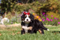 Madonna, a female Miniature Bernedoodle for sale in Fresno, OH – 6 of 7