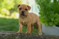Mia Belle 🌸, a female Staffordshire Bull Terrier for sale in Fresno, OH – 8 of 10