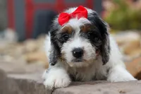  Prince , a male Cavapoo for sale in Fresno, OH – 5 of 10
