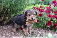 Rhett, a male Yorkipoo for sale in Fresno, OH – 3 of 6
