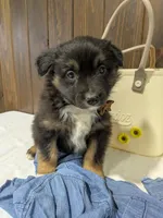 Meet Sawyer 🐾, a male Australian Shepherd and Border Collie for sale in Fresno, OH – Photo 9 of 9