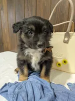 Meet Sawyer 🐾, a male Australian Shepherd and Border Collie for sale in Fresno, OH – Photo 5 of 9