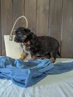 Meet Sawyer 🐾, a male Australian Shepherd and Border Collie for sale in Fresno, OH – Photo 4 of 9