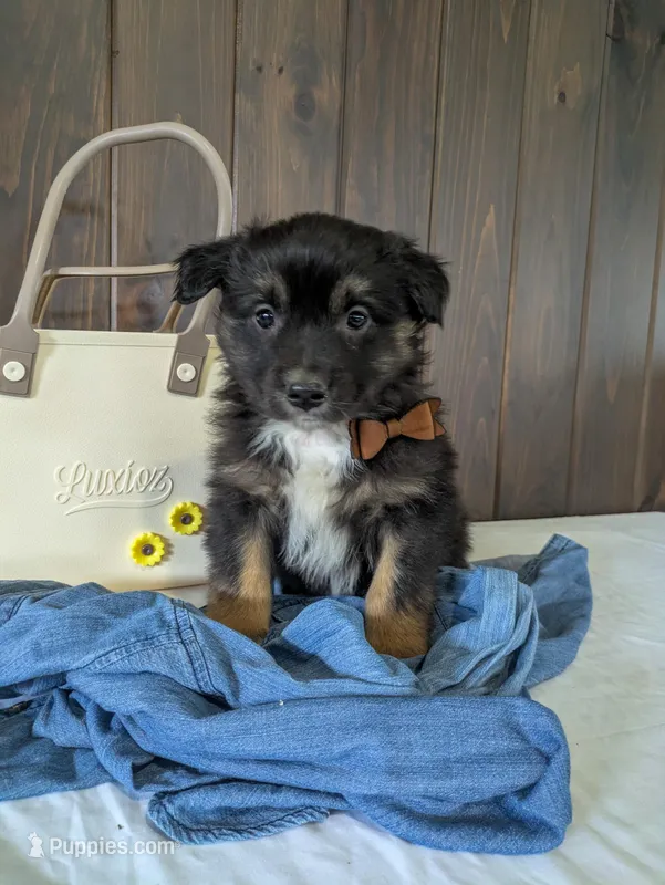 Meet Sawyer 🐾 – Australian Shepherd, Border Collie puppy for sale in Fresno, OH