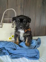Meet Sawyer 🐾, a male Australian Shepherd and Border Collie for sale in Fresno, OH – Photo 1 of 9