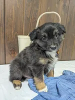 Meet Sawyer 🐾, a male Australian Shepherd and Border Collie for sale in Fresno, OH – Photo 8 of 9