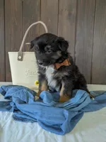 Meet Sawyer 🐾, a male Australian Shepherd and Border Collie for sale in Fresno, OH – Photo 2 of 9