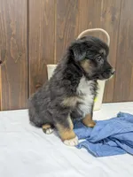 Meet Sawyer 🐾, a male Australian Shepherd and Border Collie for sale in Fresno, OH – Photo 6 of 9