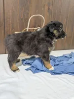 Meet Sawyer 🐾, a male Australian Shepherd and Border Collie for sale in Fresno, OH – Photo 7 of 9