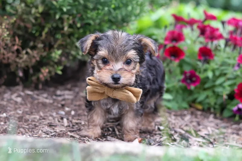 Rhett – Yorkipoo puppy for sale in Fresno, OH