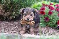 Rhett, a male Yorkipoo for sale in Fresno, OH – 1 of 6