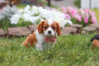 Bentley, a male Cavalier King Charles Spaniel for sale in Fresno, OH – 2 of 7
