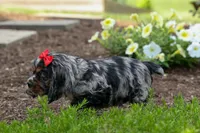 Brunson 🐶💙, a male Cocker Spaniel for sale in Fresno, OH – 8 of 10