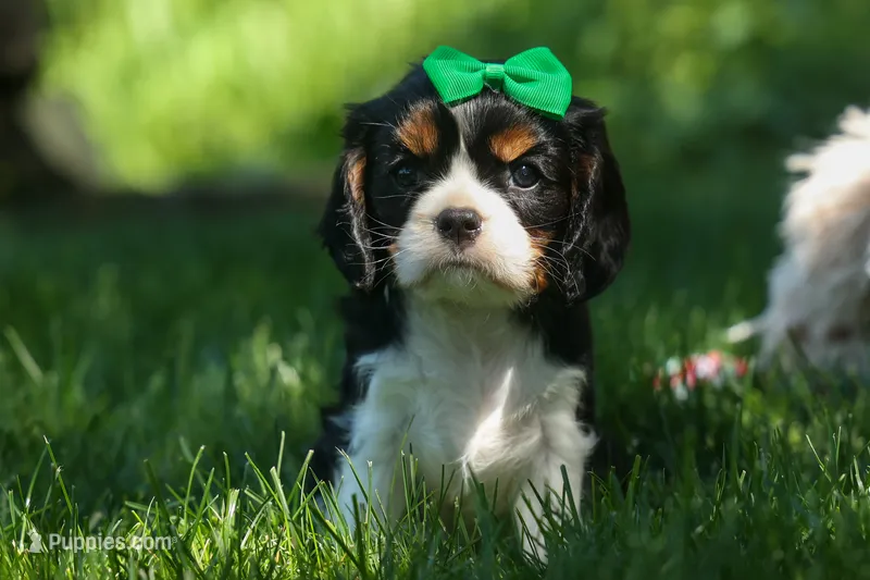 Maxwell 🐾🐶 – Cavalier King Charles Spaniel puppy for sale in Fresno, OH