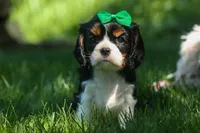 Maxwell 🐾🐶, a male Cavalier King Charles Spaniel for sale in Fresno, OH – 1 of 10