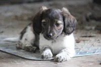 Bonita, a female Miniature Dachshund for sale in Fresno, OH – Photo 7 of 10