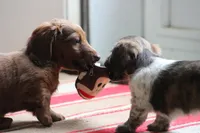 Bonita, a female Miniature Dachshund for sale in Fresno, OH – Photo 6 of 10