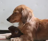 Bonita, a female Miniature Dachshund for sale in Fresno, OH – Photo 4 of 10