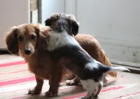 Bonita, a female Miniature Dachshund for sale in Fresno, OH – Photo 3 of 10