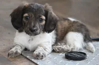 Bonita, a female Miniature Dachshund for sale in Fresno, OH – Photo 1 of 10